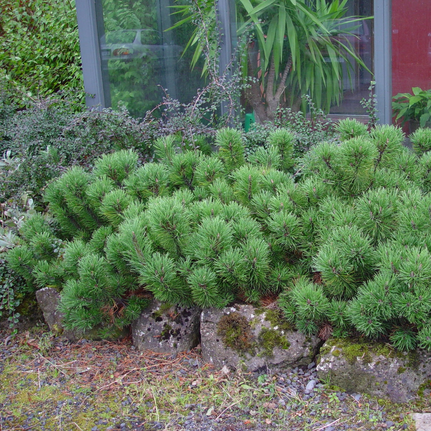 Pinus mugo var. pumilio - Image 2
