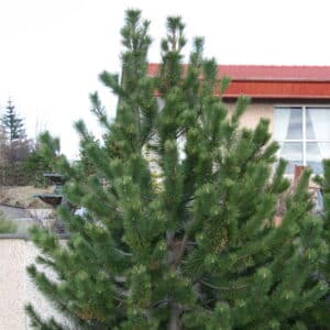 Pinus uncinata - Bergfura - planta_GH
