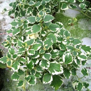 Plectranthus madagascariensis_HAS