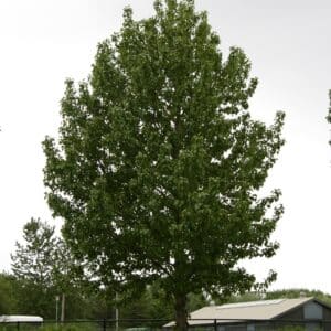 Populus trichocarpa 'Haukur' - Alaskaösp 'Haukur' - fullvaxið tré við Húsdýragarðinn 2011