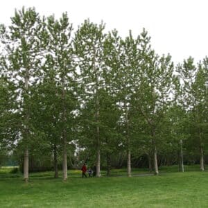 Populus trichocarpa 'Jóra' - Alaskaösp 'Jóra' - plönturöð norðanmegin við trjágöng í Laugardal 2011 (1)