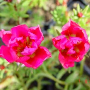 Portulaca grandiflora Sundance_GH