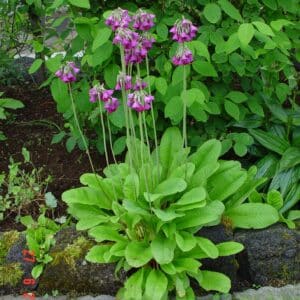 Primula alpicola var. violacea - Bláfellalykill - planta