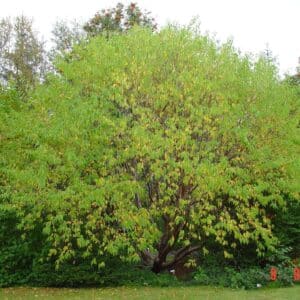 Prunus maackii - Næfurheggur - planta_GH (1)