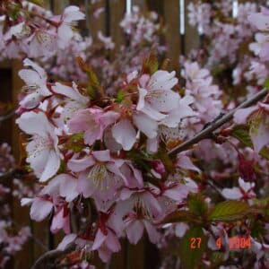 Prunus nipponica Ruby_Rósakirsi_GH