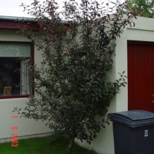 Prunus padus Colorata_Blóðheggur_GH