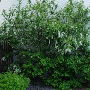 Prunus padus - Heggur_GH