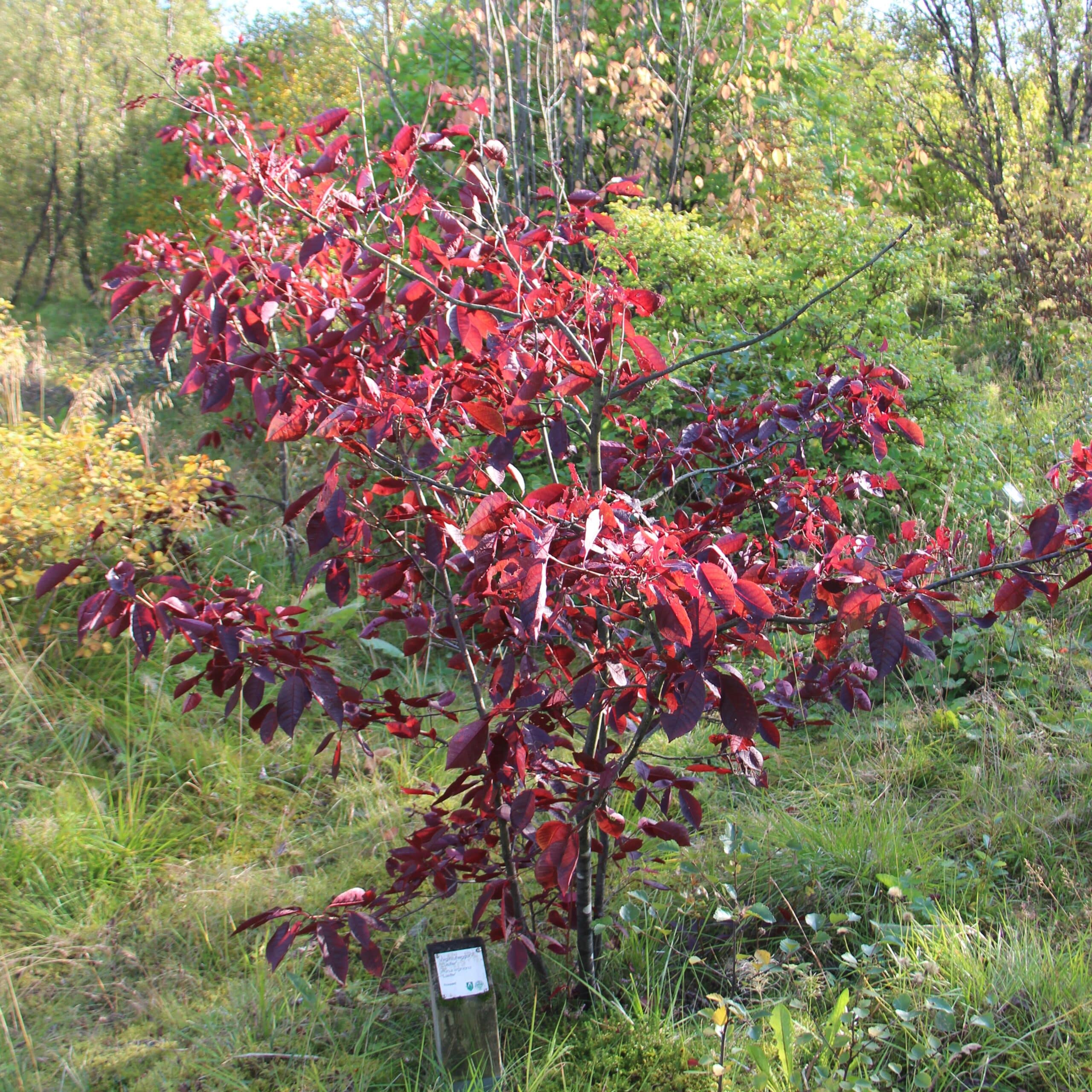 Prunus virginiana 'Lúsífer'