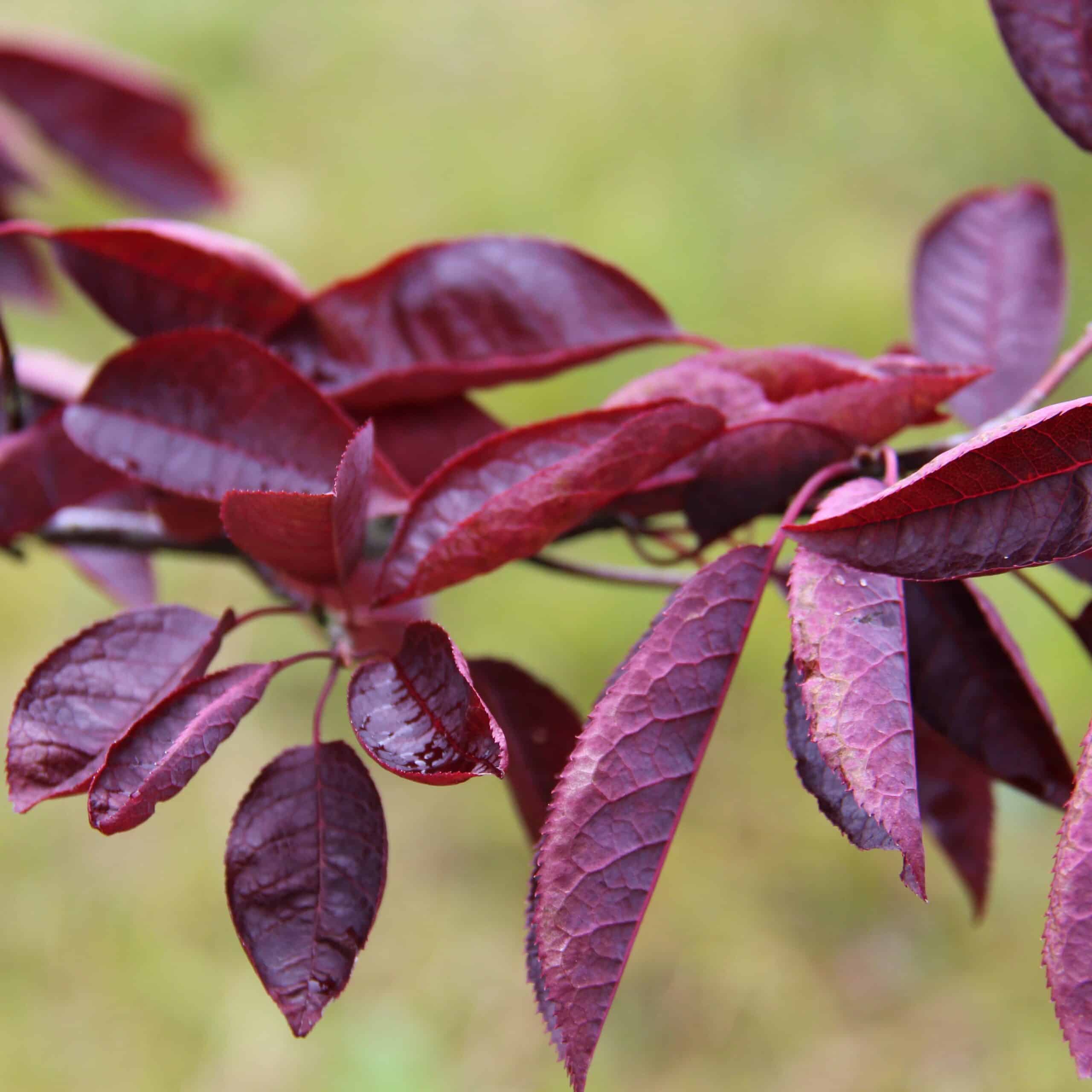 Prunus virginiana 'Lúsífer' - Image 2