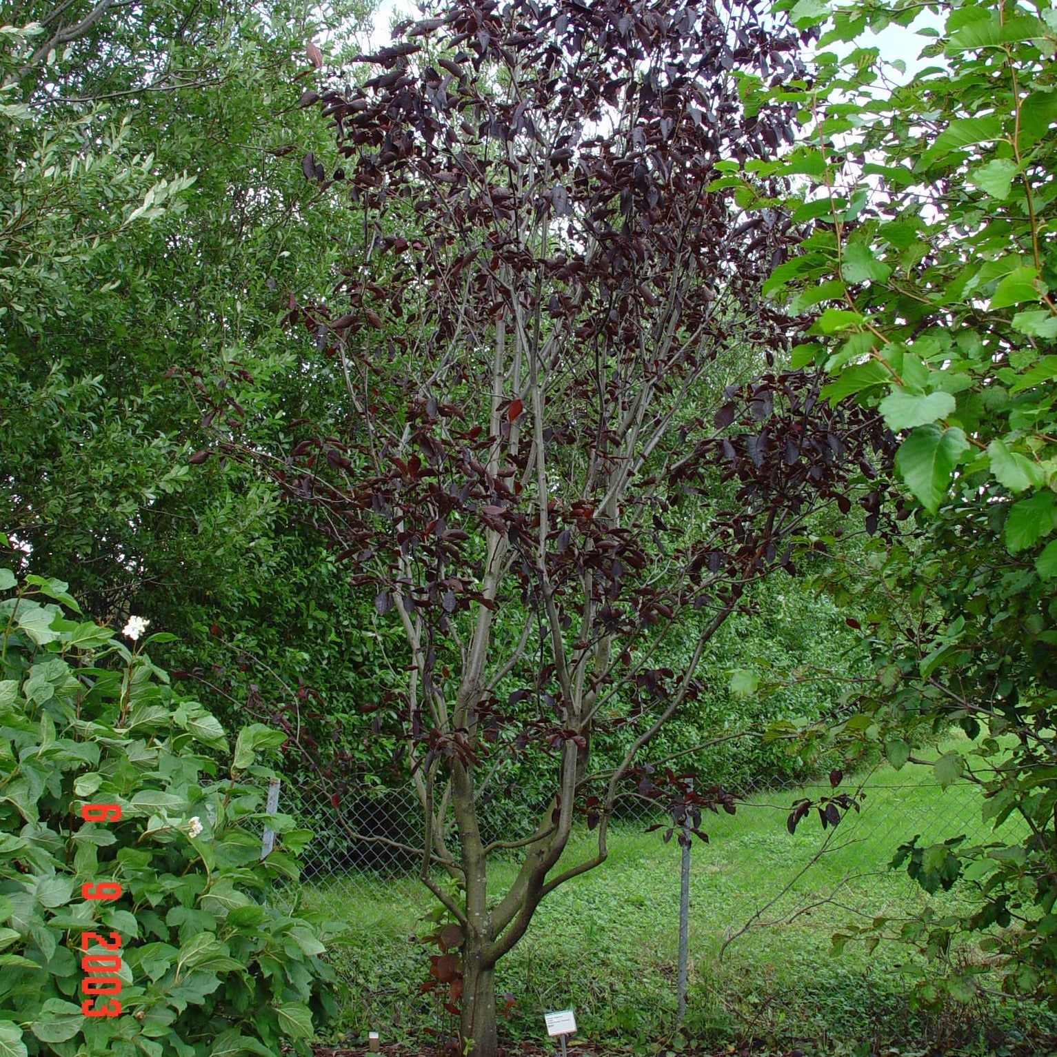 Prunus virginiana 'Shubert'