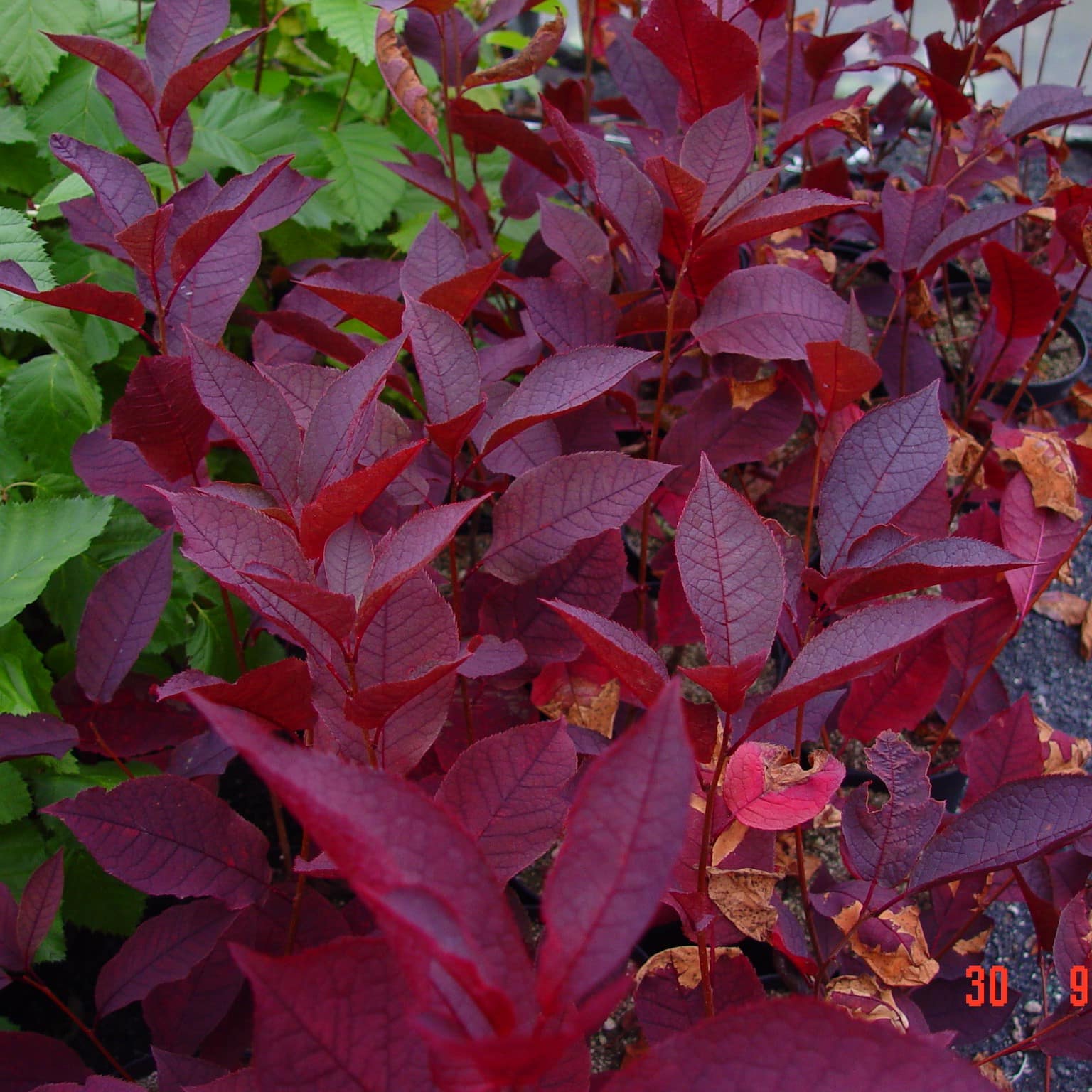 Prunus virginiana 'Shubert' - Image 2
