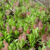 Salix barrattiana 'Bústi'
