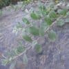 Salix glauca ssp. callicarpaea - Image 2