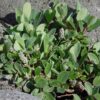 Salix glauca ssp. callicarpaea