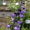 Salvia hians - Image 2