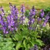 Salvia hians