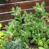 Sorbus reducta