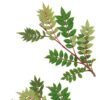 Sorbus reducta - Image 2