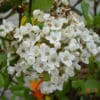 Viburnum carlesii - Image 2