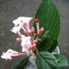 Viburnum carlesii