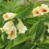 Weigela middendorffiana