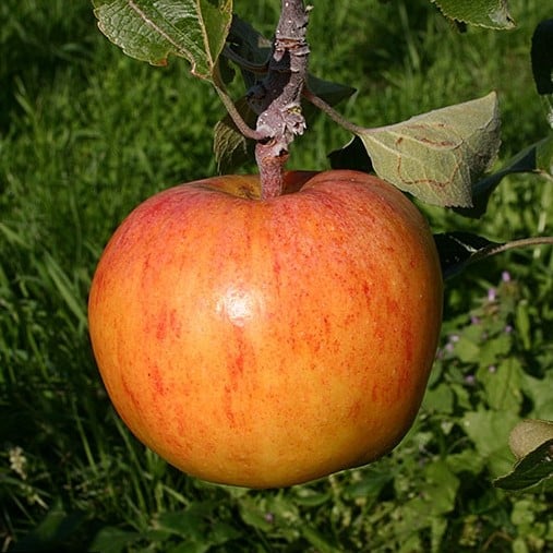 Malus domestica 'Haugmann'