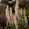 Aconitum napellus 'Carneum'