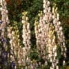Aconitum napellus 'Carneum' - Image 2