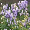 Aconitum x cammarum 'Bicolor'