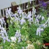 Aconitum x cammarum 'Bicolor' - Image 2