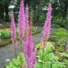 Astilbe rubra