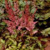 Astilbe rubra - Image 2