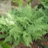 Athyrium filix-femina