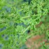 Athyrium filix-femina - Image 2