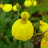 Calceolaria biflora - Image 2