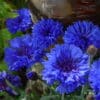 Centaurea cyanus - Image 5