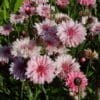 Centaurea cyanus - Image 4
