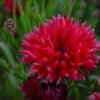 Centaurea cyanus - Image 3