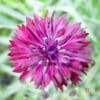 Centaurea cyanus - Image 2