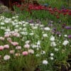 Centaurea cyanus