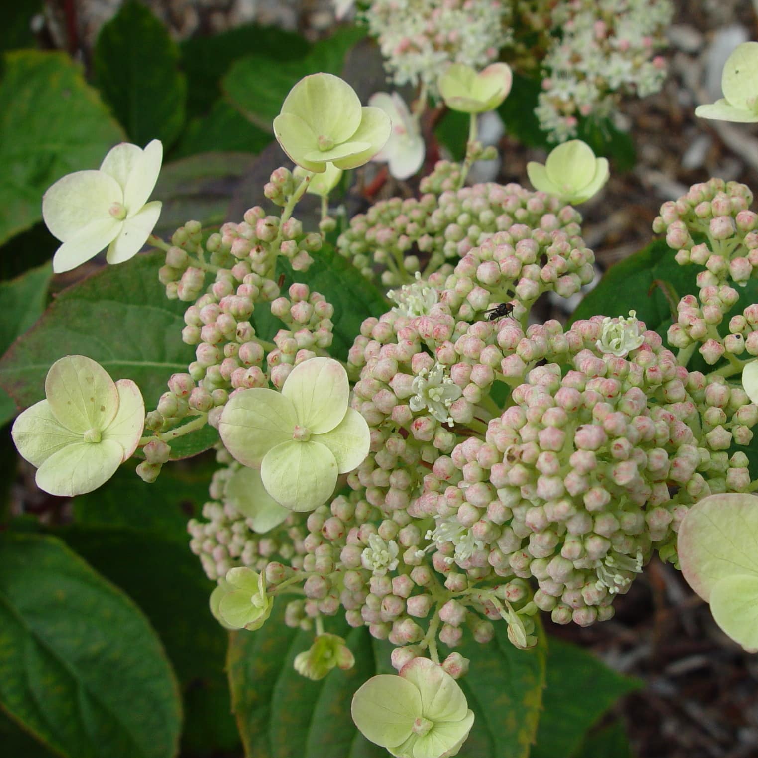 Hydrangea paniculata 'Phantom'