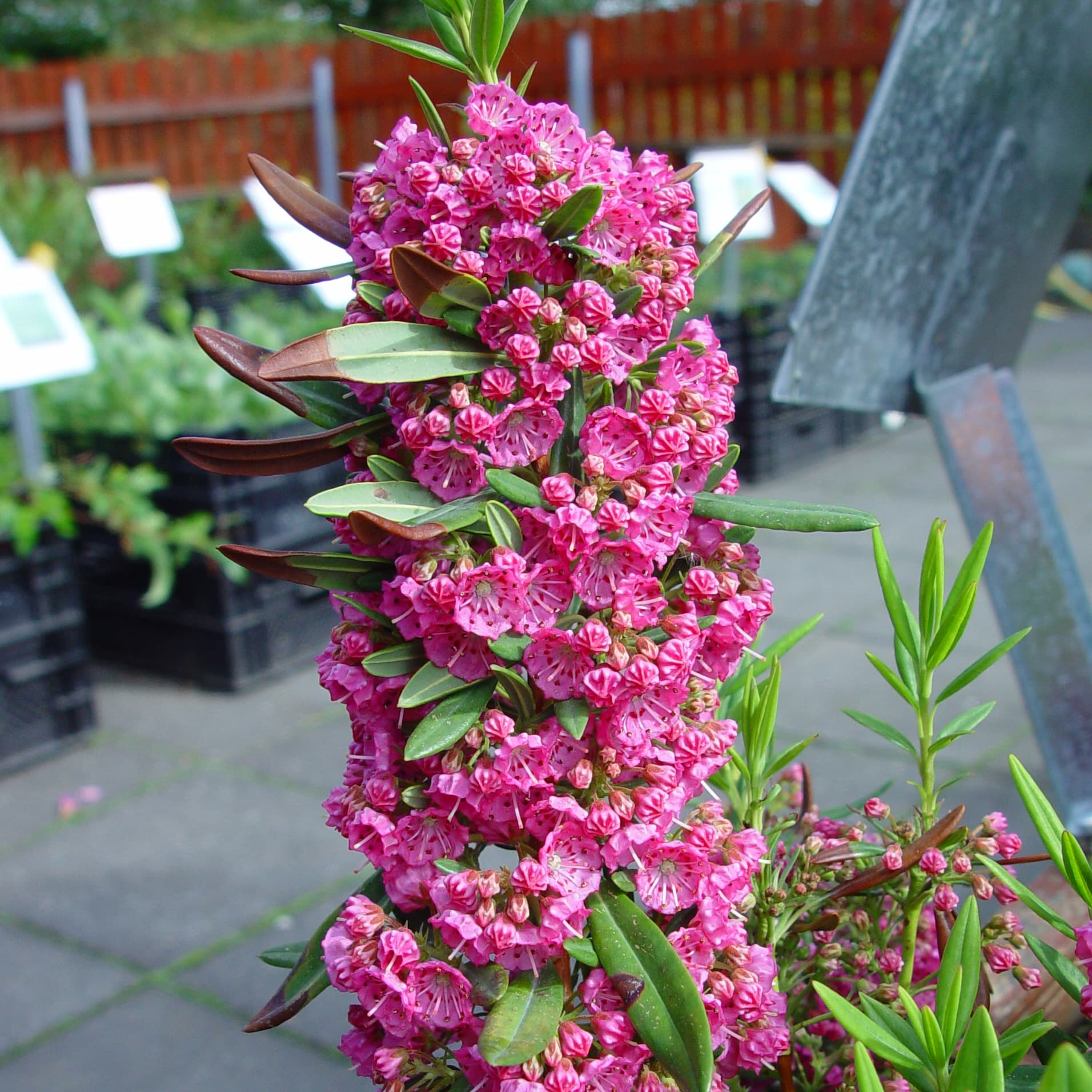 Kalmia angustifolia 'Rubra'