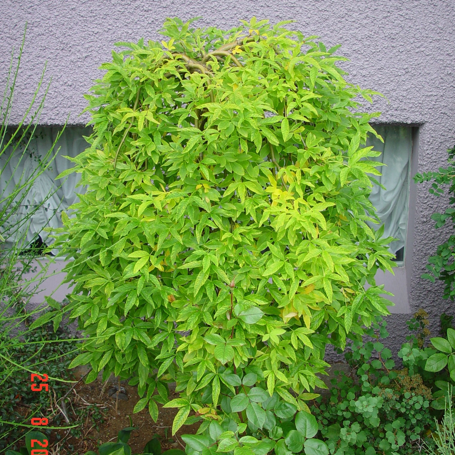 Laburnum alpinum 'Pendulum' - Image 2