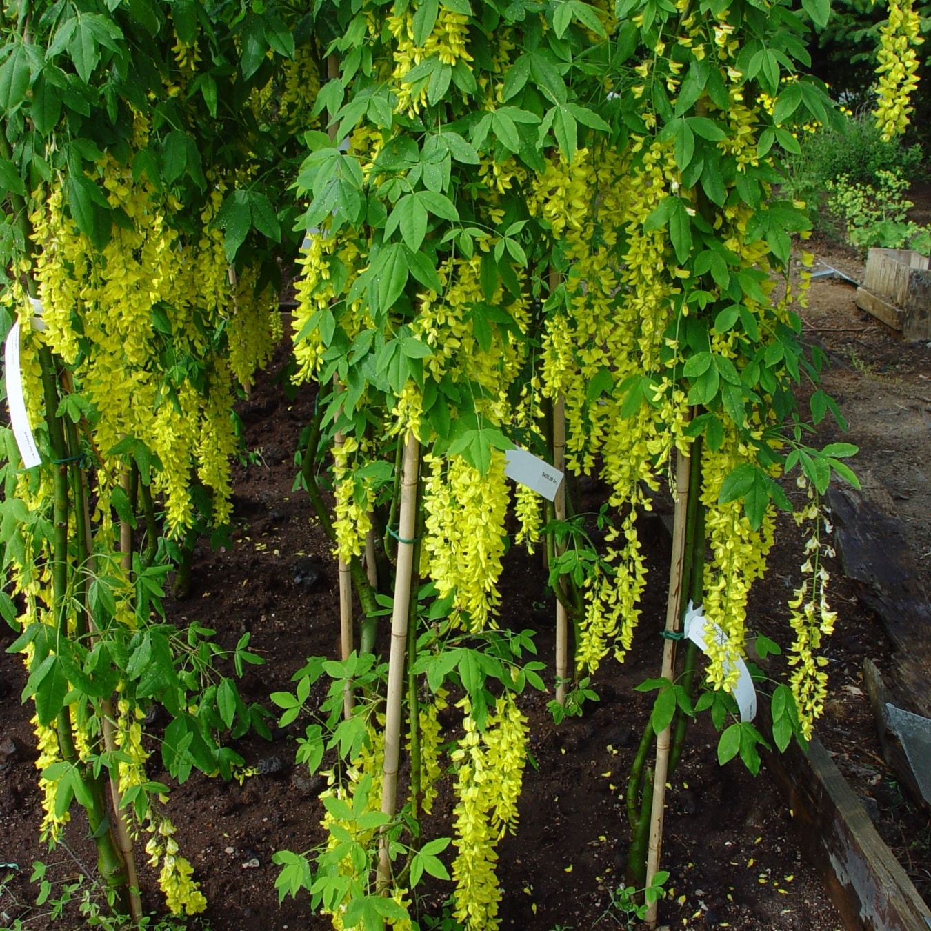 Laburnum alpinum 'Pendulum'