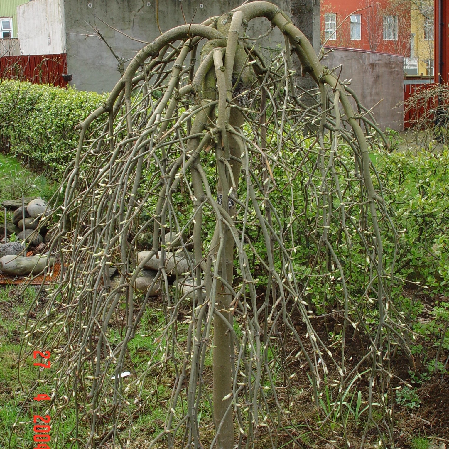 Laburnum alpinum 'Pendulum' - Image 3