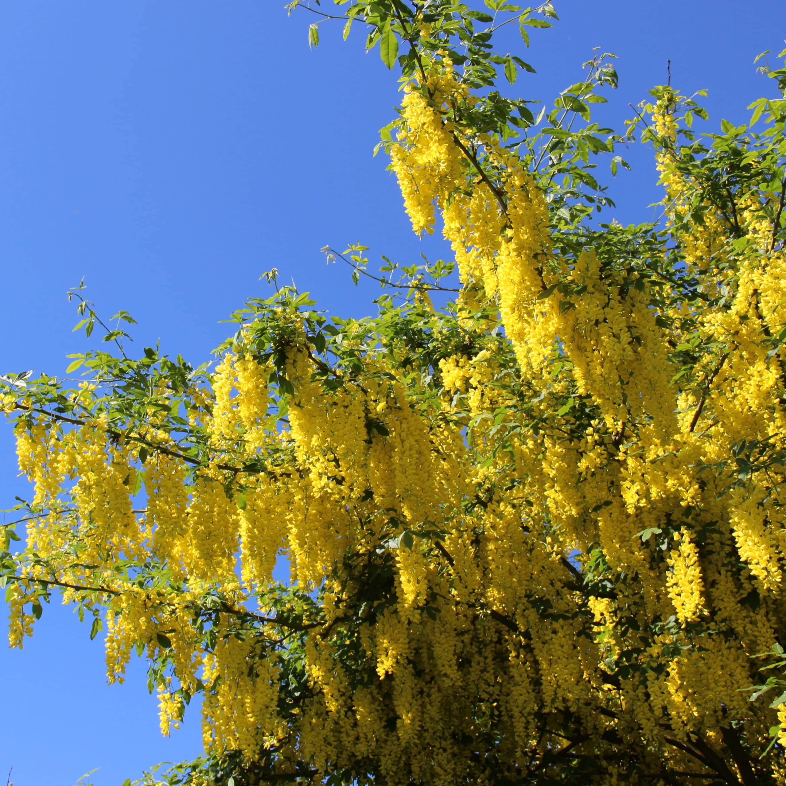 Laburnum x watereri 'Vossii' - Image 3
