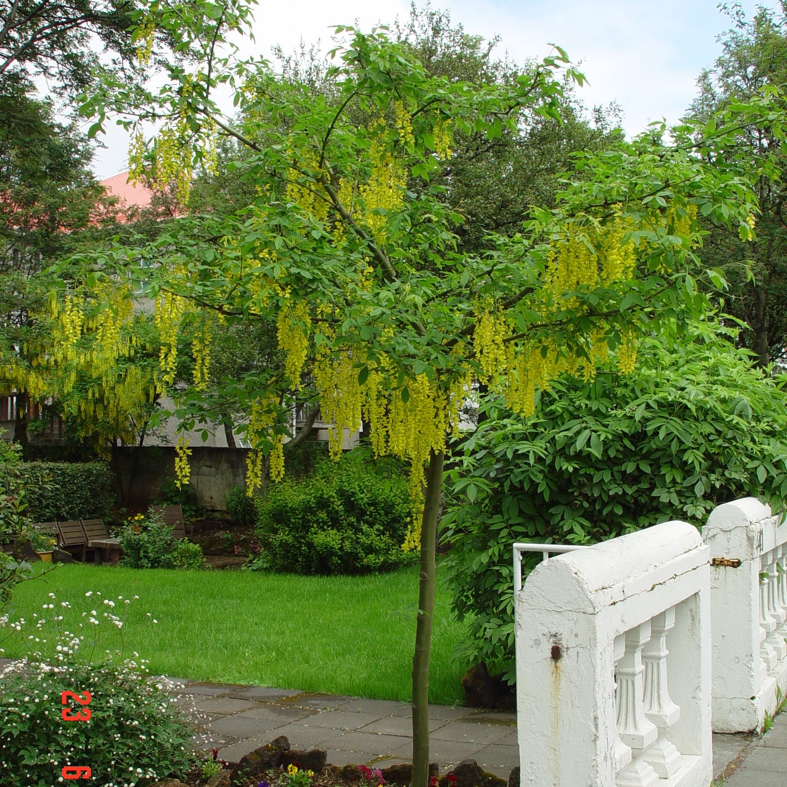 Laburnum x watereri 'Vossii' - Image 2