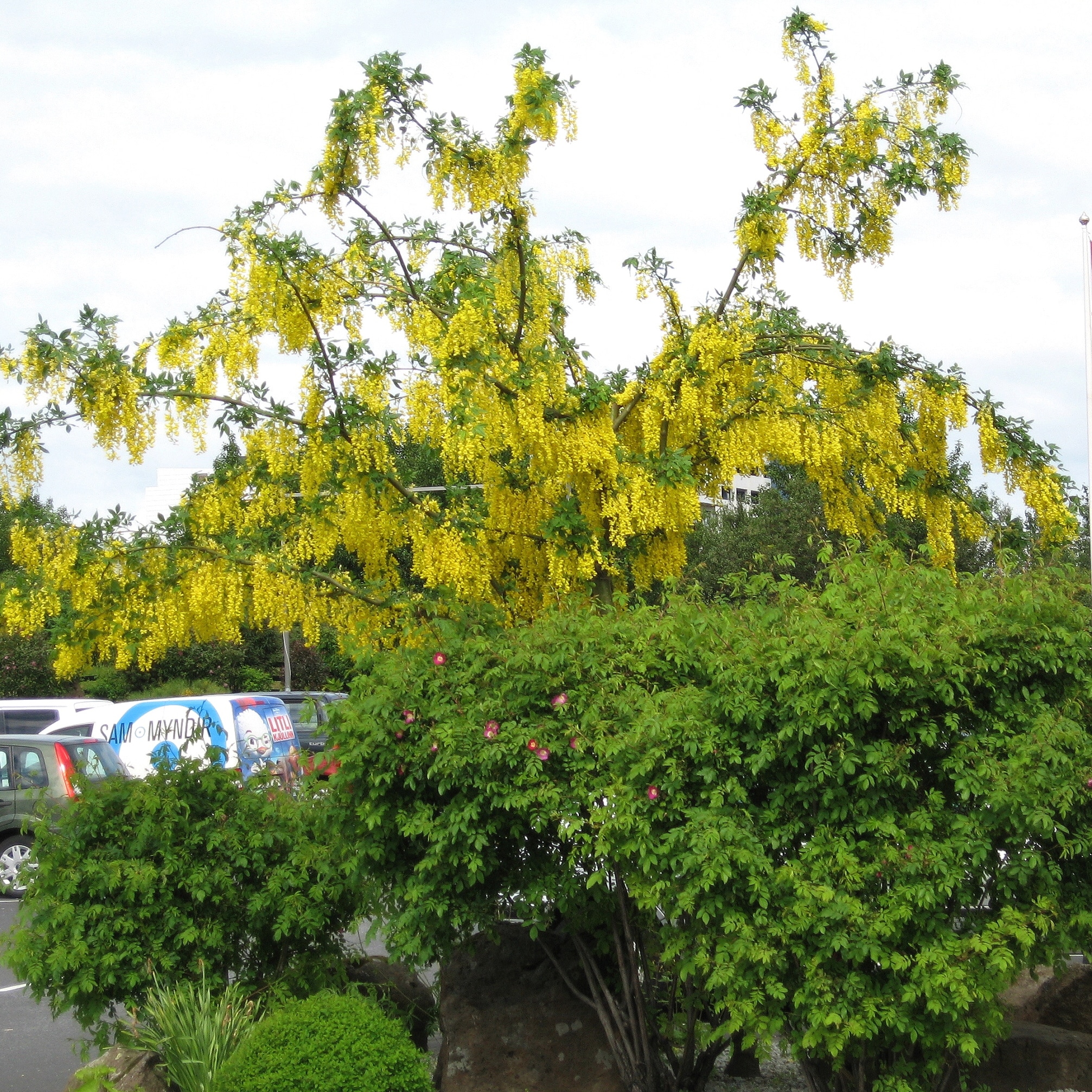 Laburnum x watereri 'Vossii'