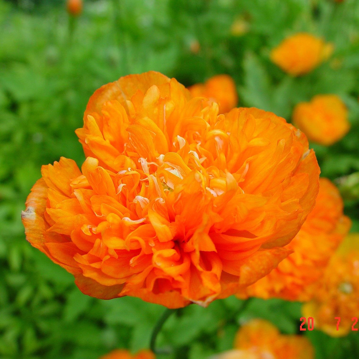 Meconopsis cambrica 'Aurantiaca Plena'