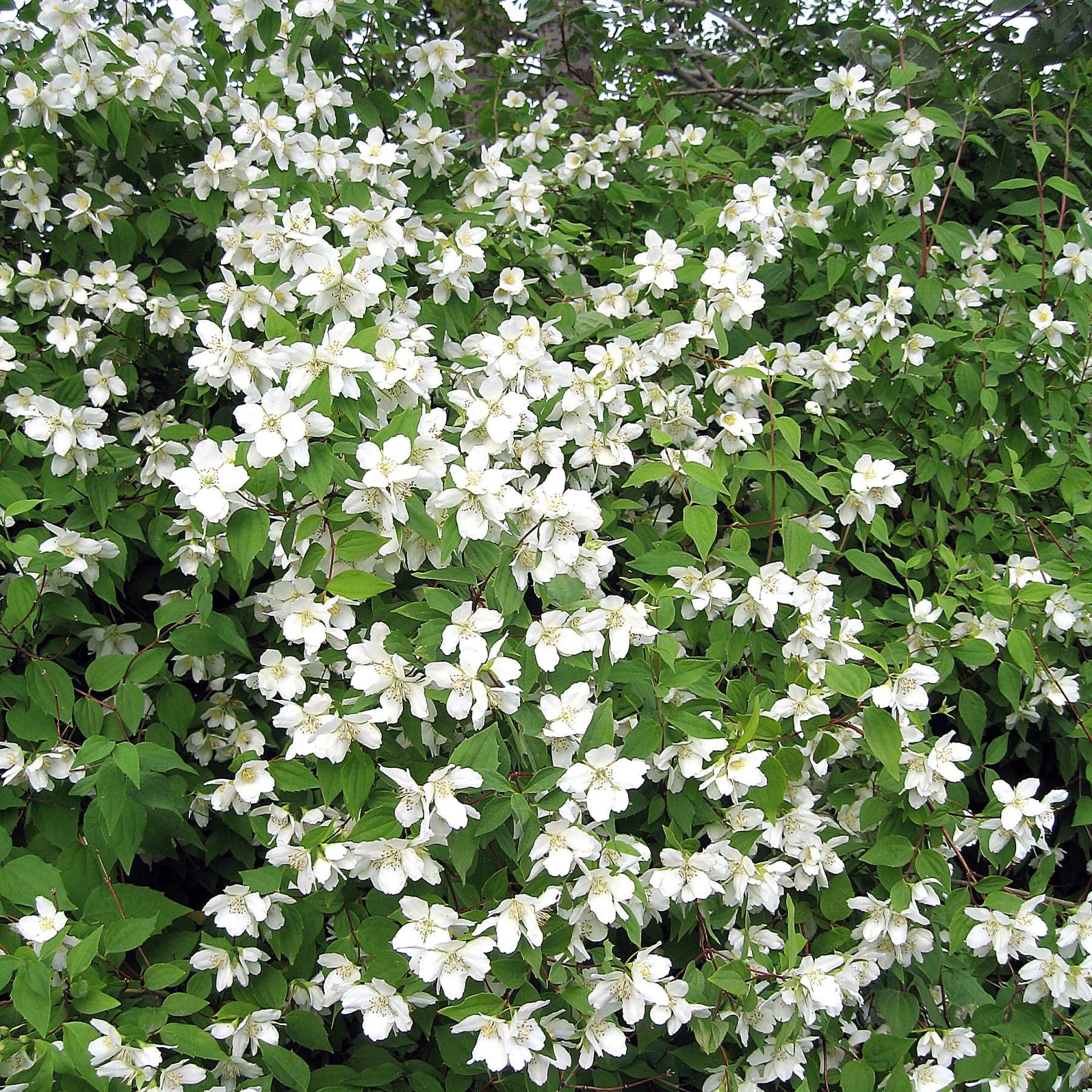 Philadelphus 'Laugardalur'